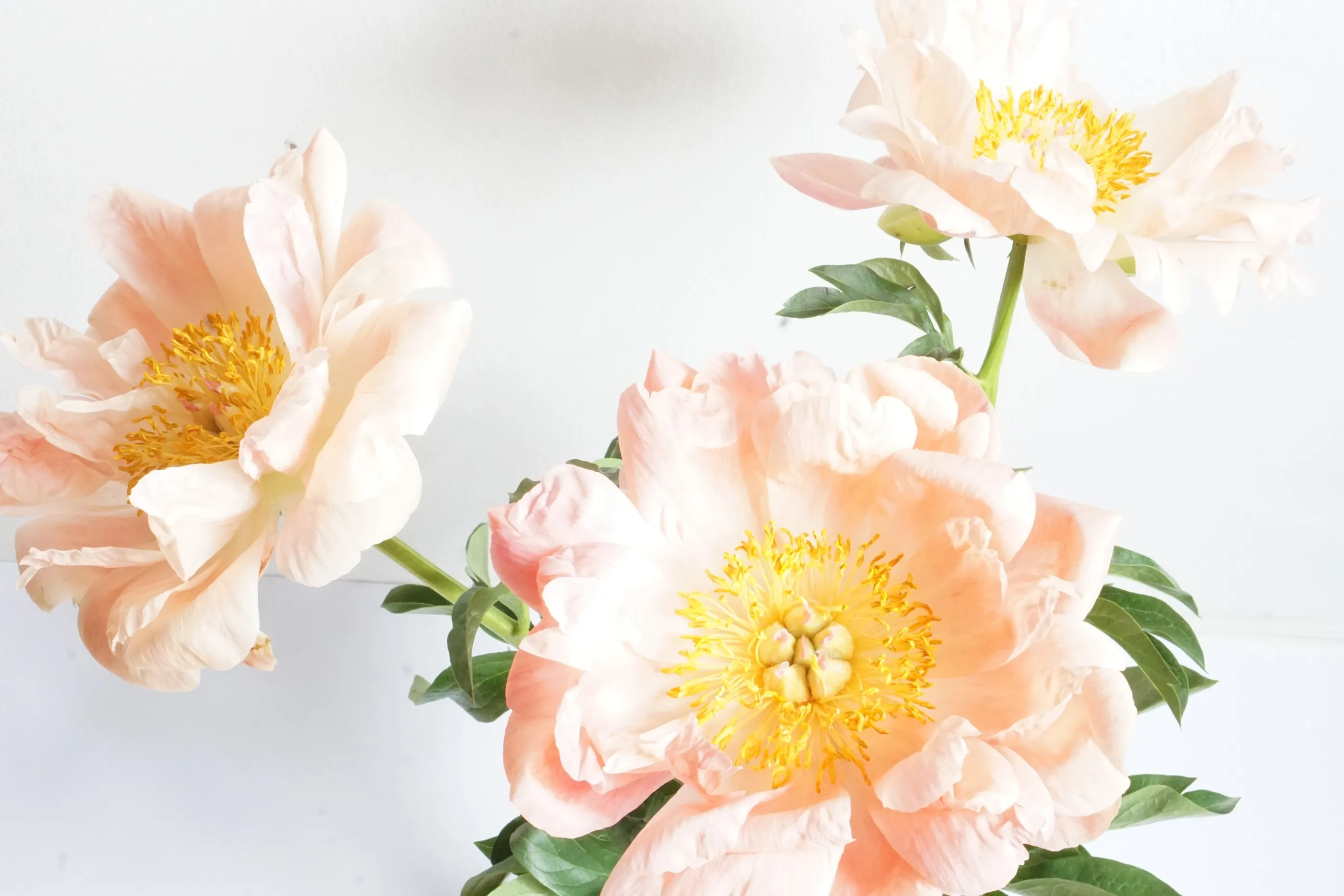 Tre lyserosa blomster mot en hvit vegg